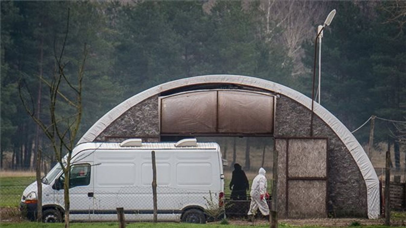 Madárinfluenza miatt aggódnak Sándorfalván