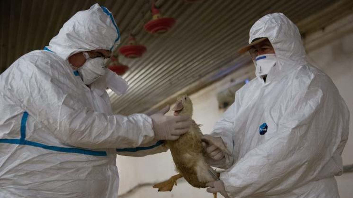 Itt a madárinfluenza is, közel 20 ezres kacsaállományt kellett leölni Zsombón