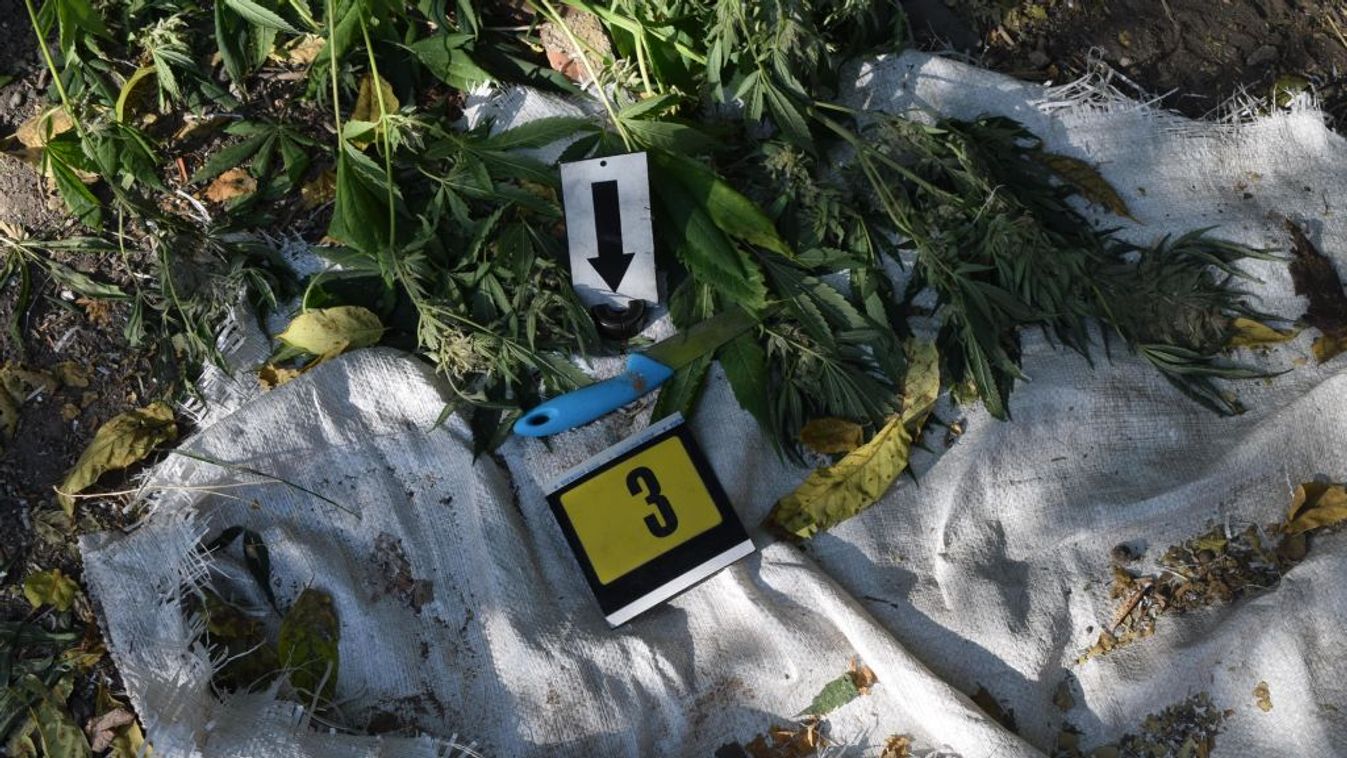 Kisebb drogültetvényt találtak Makón