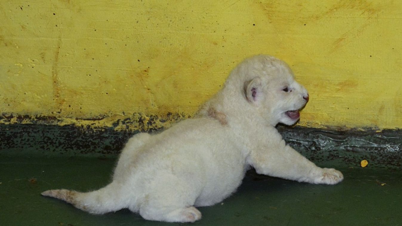 Fehér oroszlánkölyök született a Szegedi Vadasparkban