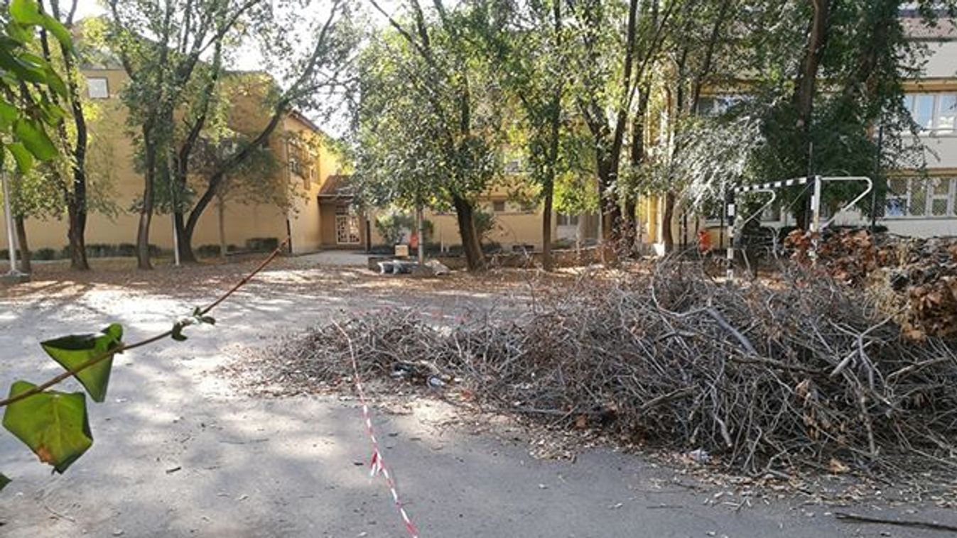 Másfél hónap után távolították el a veszélyes fákat az Arany János Iskolából