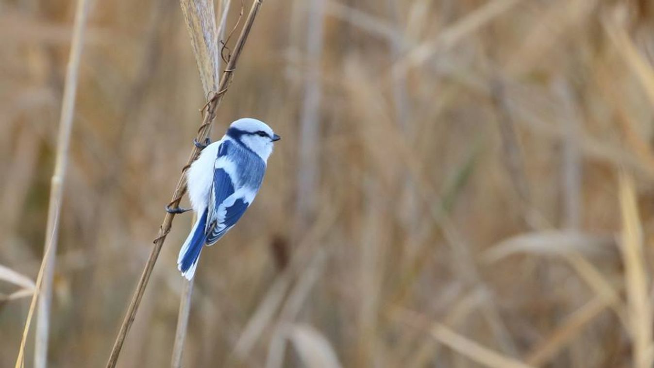 Új madárfajt fedeztek fel a szegedi Fehér-tónál