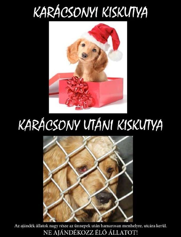 karacsonyi_ajandek_kutya