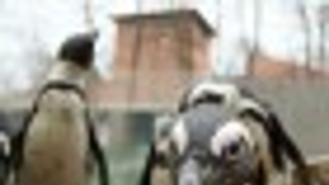 Szegedtől kap pingvineket a belgrádi állatkert