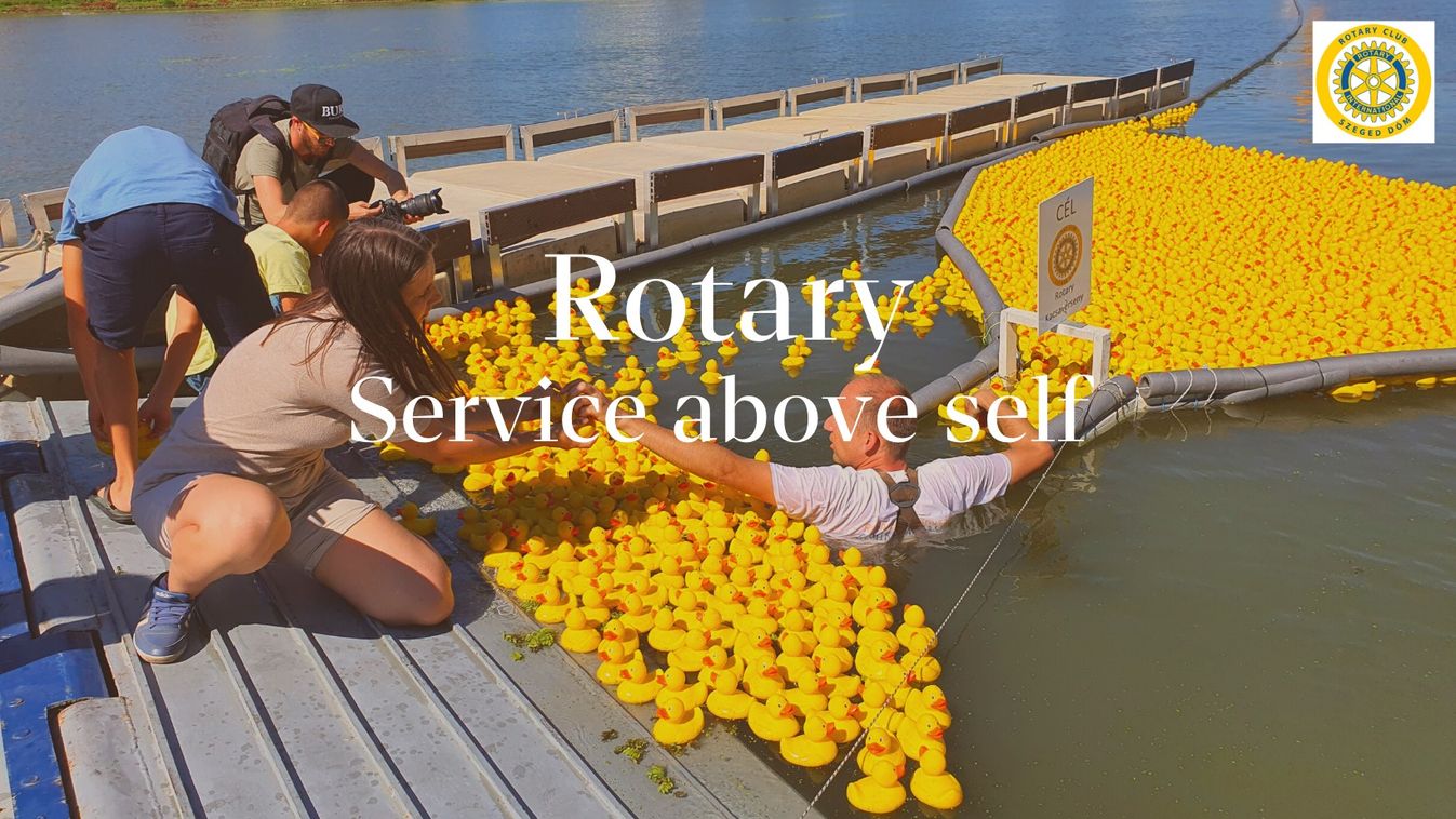 Nyolcadik alkalommal a Rotary Club Szeged Dóm jótékonysági gumikacsa versenye
