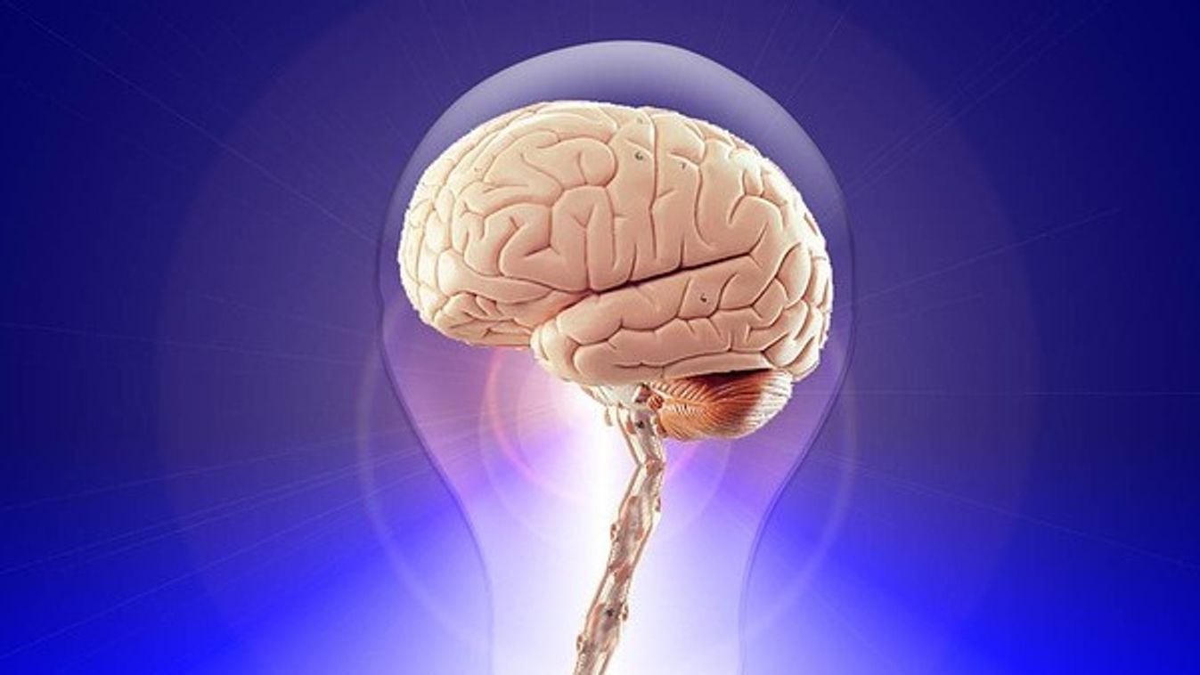 Új módszerrel vizsgálják az agyműködést a szegedi kutatók
