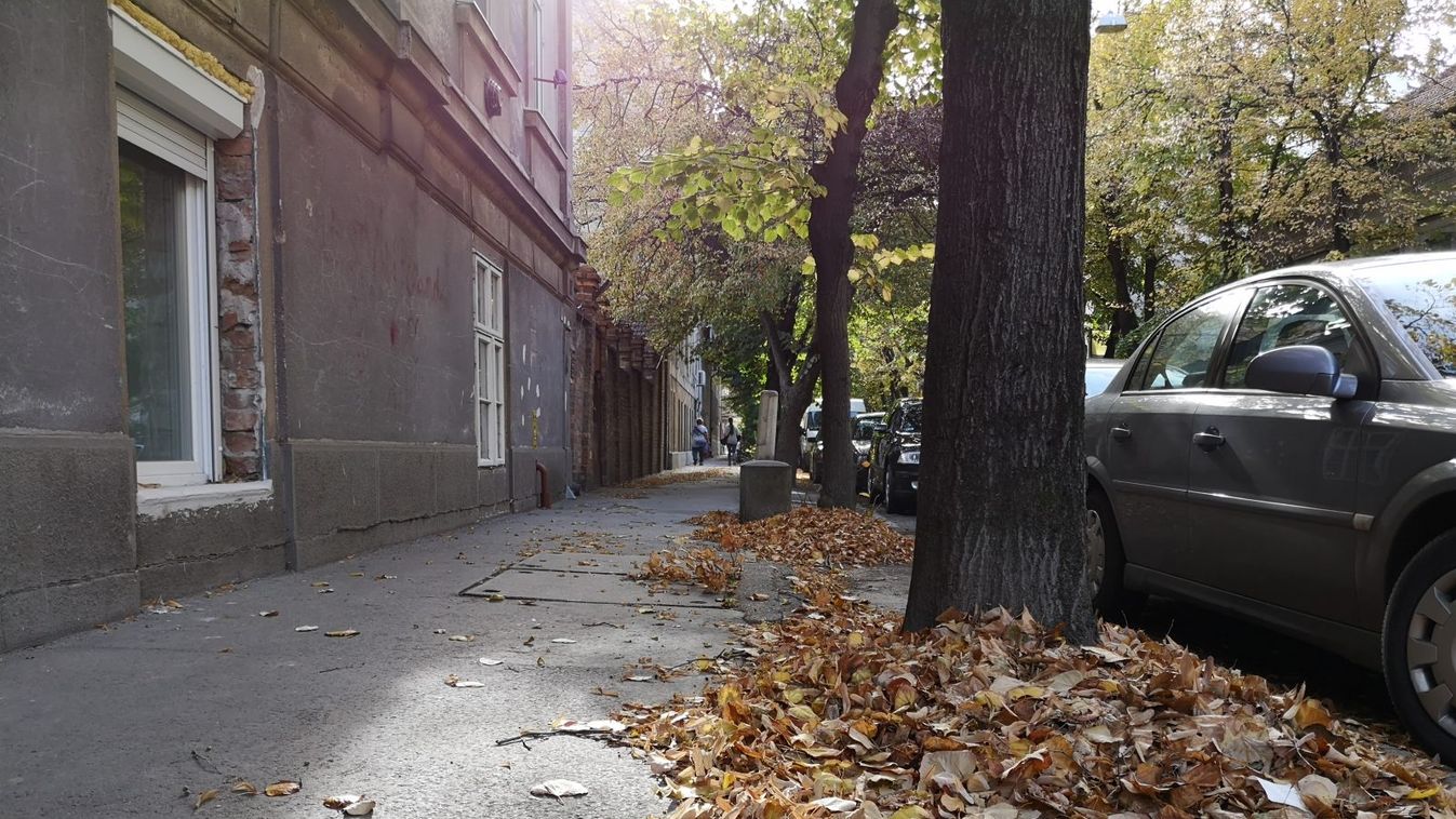 Ismét elszállítják a szegediek által összegyűjtött zöldhulladékot