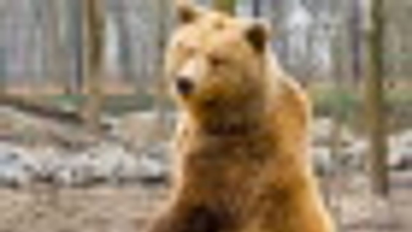 Medvékkel köszönti a tavaszt a Szegedi Vadaspark