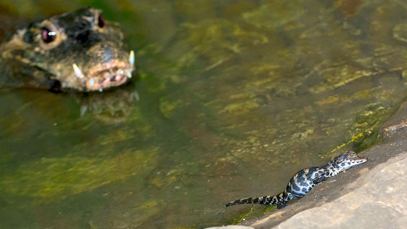 Krokodilfiókák születtek a Szegedi Vadasparkban