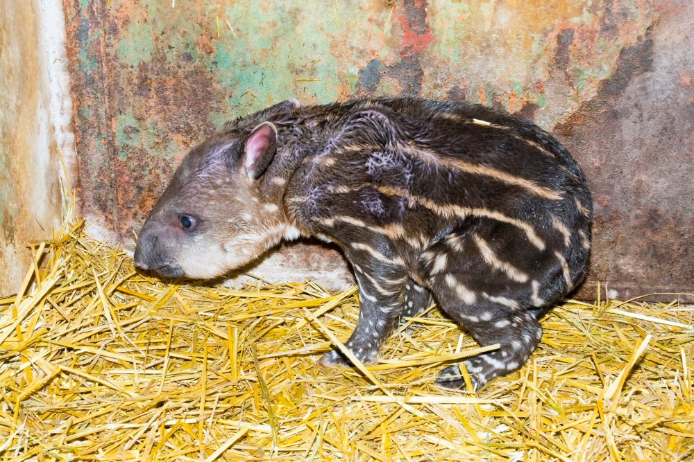 Newborn lowland tapir (Tapirus terrestris)