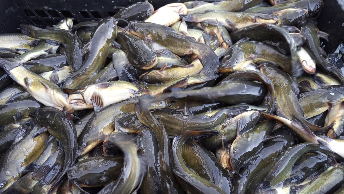 Elkezdődött a törpeharcsa-állományok gyérítő halászata