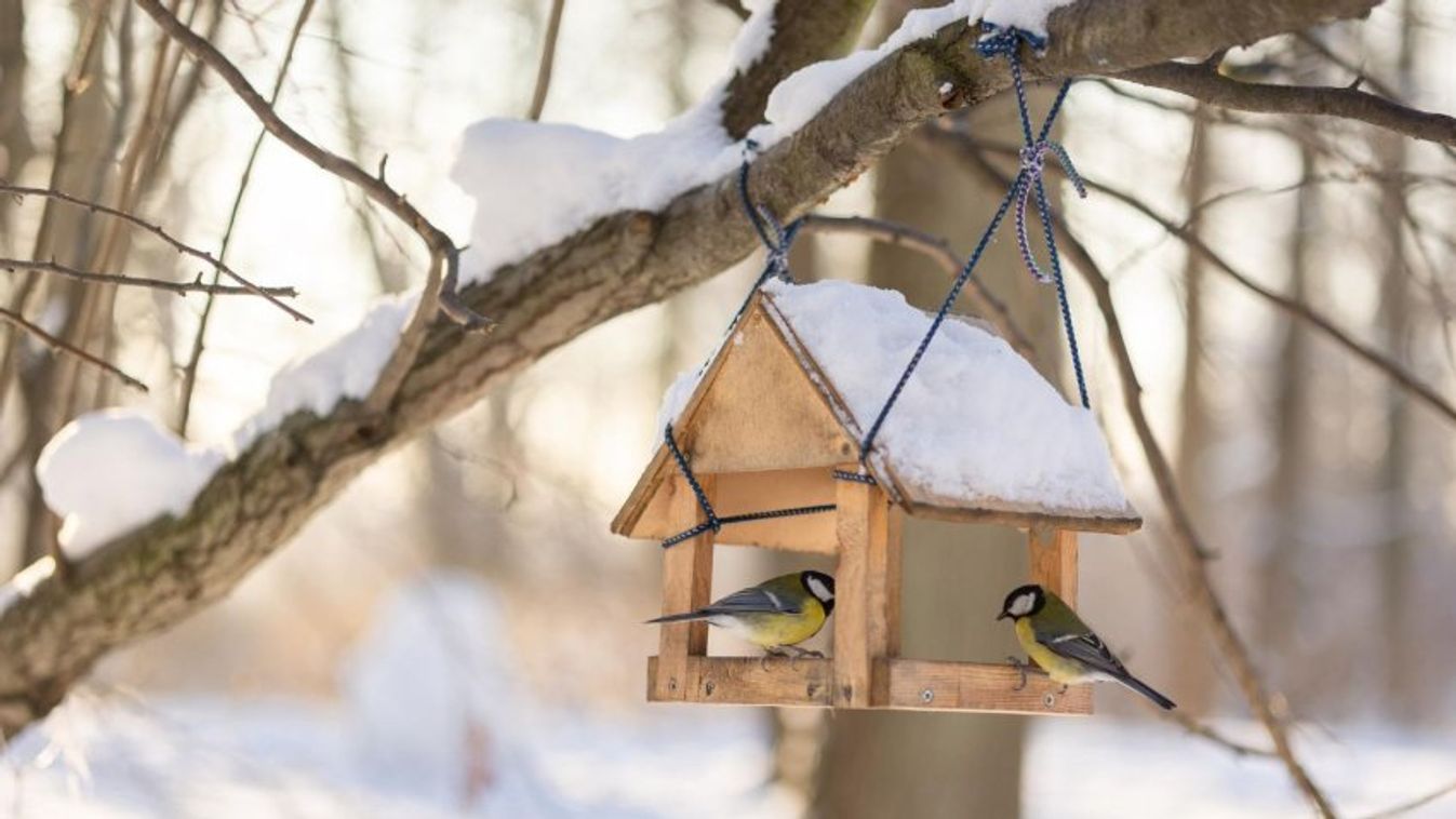 A téli madáretetésre hívja fel a figyelmet a Szegedi Vadaspark (videó)