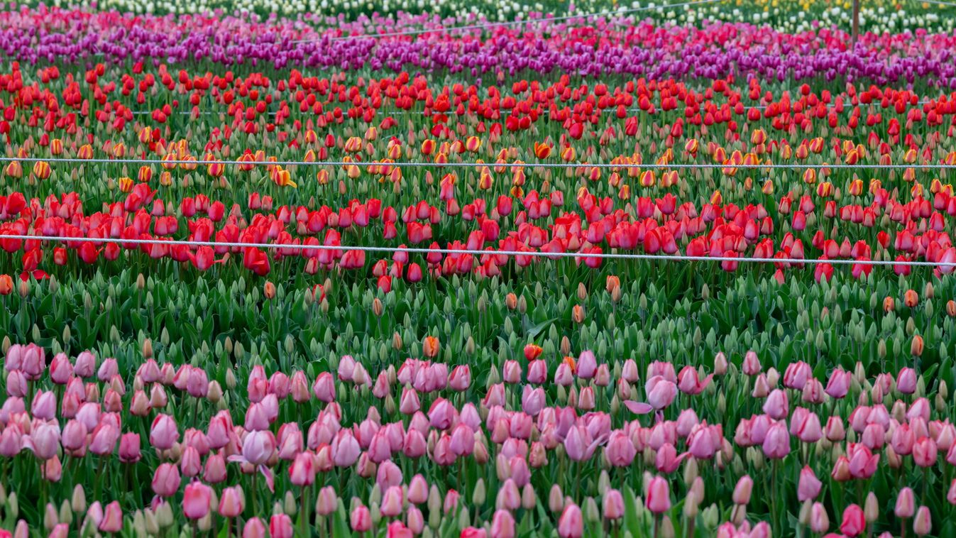 Elkezdődött a kőröshegyi tulipánszüret (galéria)