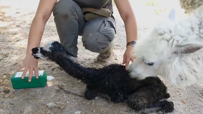 Videó: A látogatók előtt született alpaka csikó a Vadasparkban