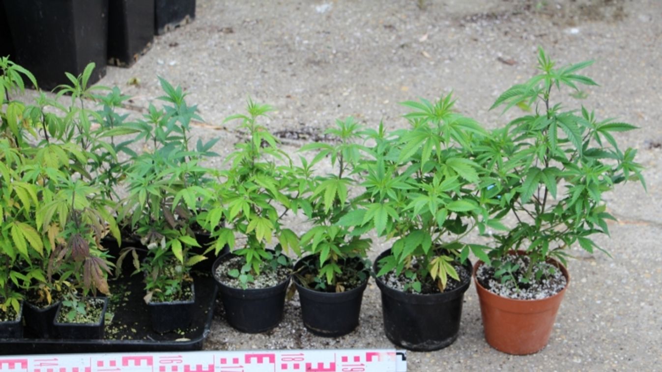Egy szegedi lakásban nagy tételben termesztettek marihuánát