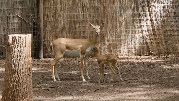 Először születtek indiai antilopok a Szegedi Vadasparkban (videó)
