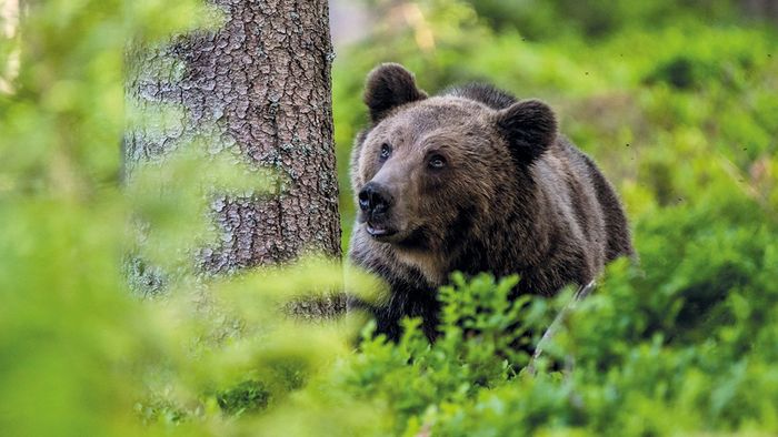 Több száz medvét terveznek kilőni Romániában