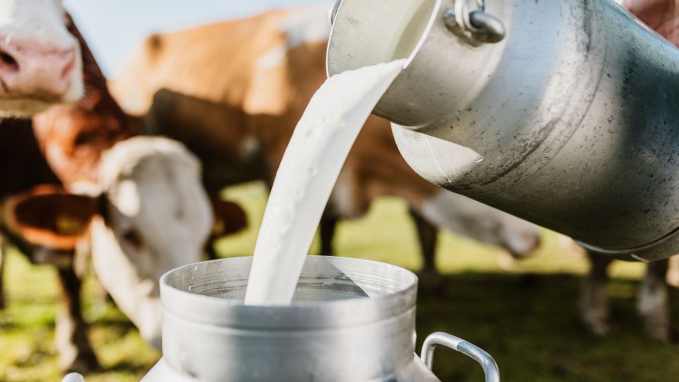 A tejtermelésben segíthet az SZTE legújabb szimulációs modellje