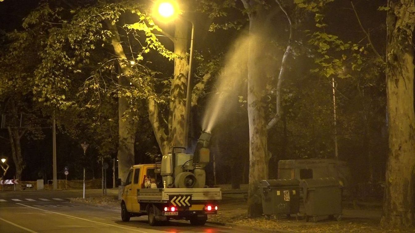 Permetezik a puszpáng  hamarosan Szegeden