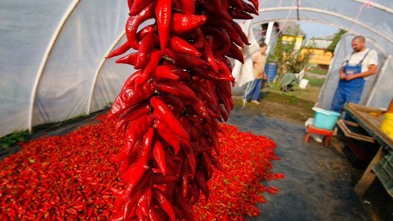 Kilőtt a fűszerpaprika ára