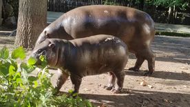 Hatalmasat nőtt Ziló, a Szegedi Vadaspark törpe vízilóbébije +videó