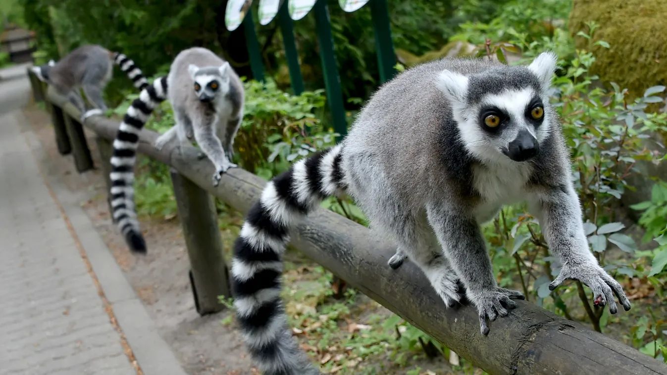 A Szegedi Vadaspark adott választ a Madagaszkár című rajzfilm bakijaira (+videó)