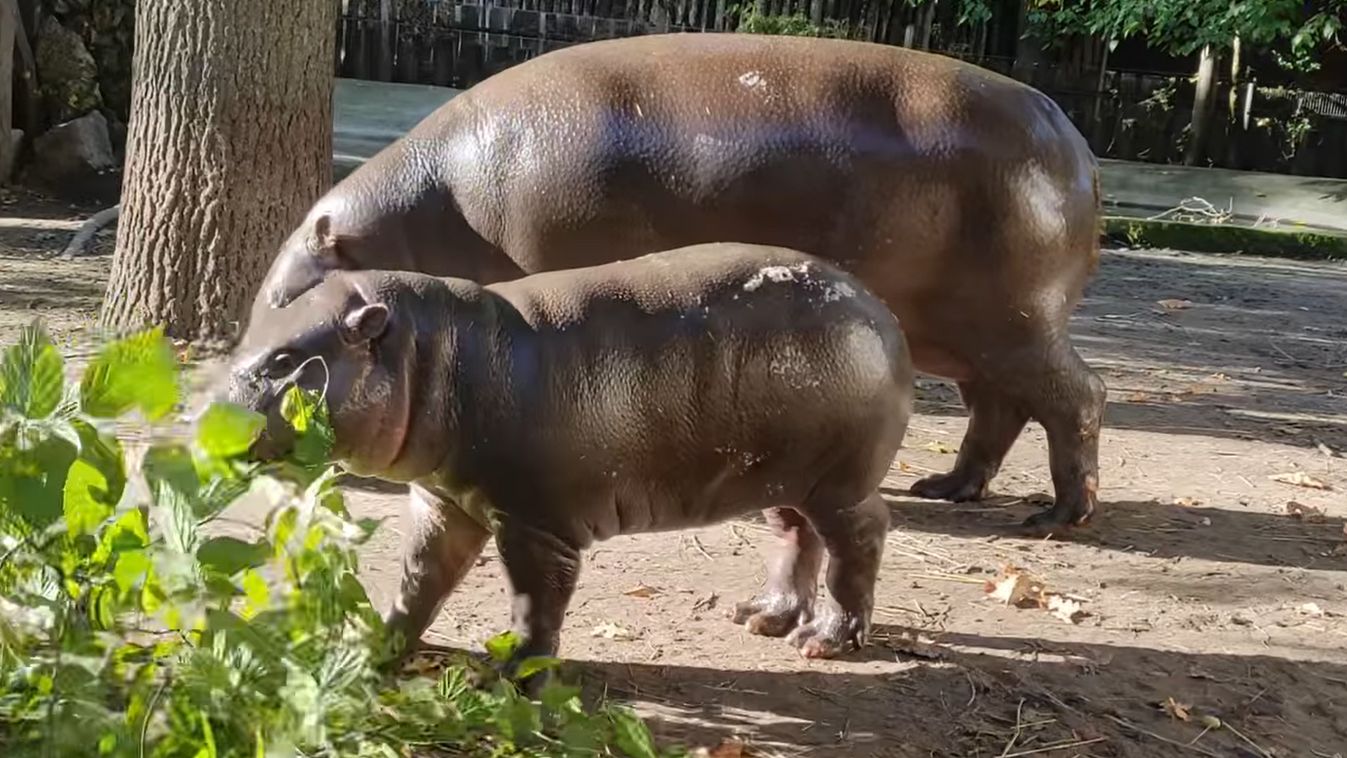 Hatalmasat nőtt Ziló, a Szegedi Vadaspark törpe vízilóbébije +videó