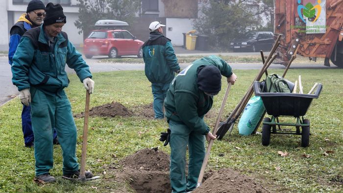 Fákat ültettek a Mátyás téren