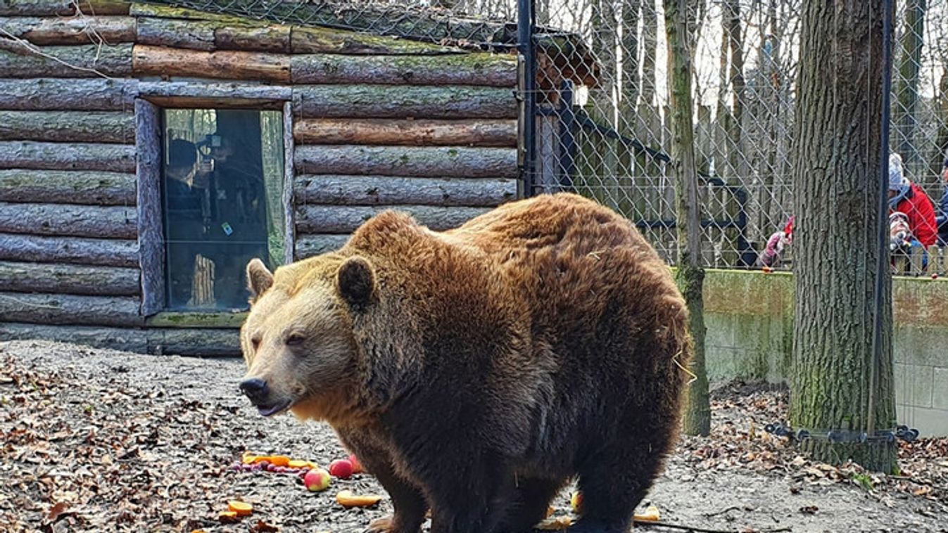 Téliesítik a Szegedi Vadasparkot