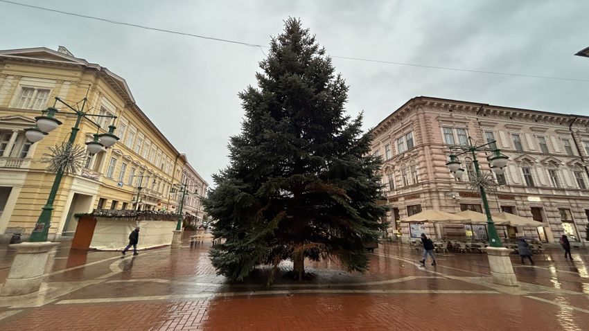 Helyére került Szeged karácsonyfája +fotók