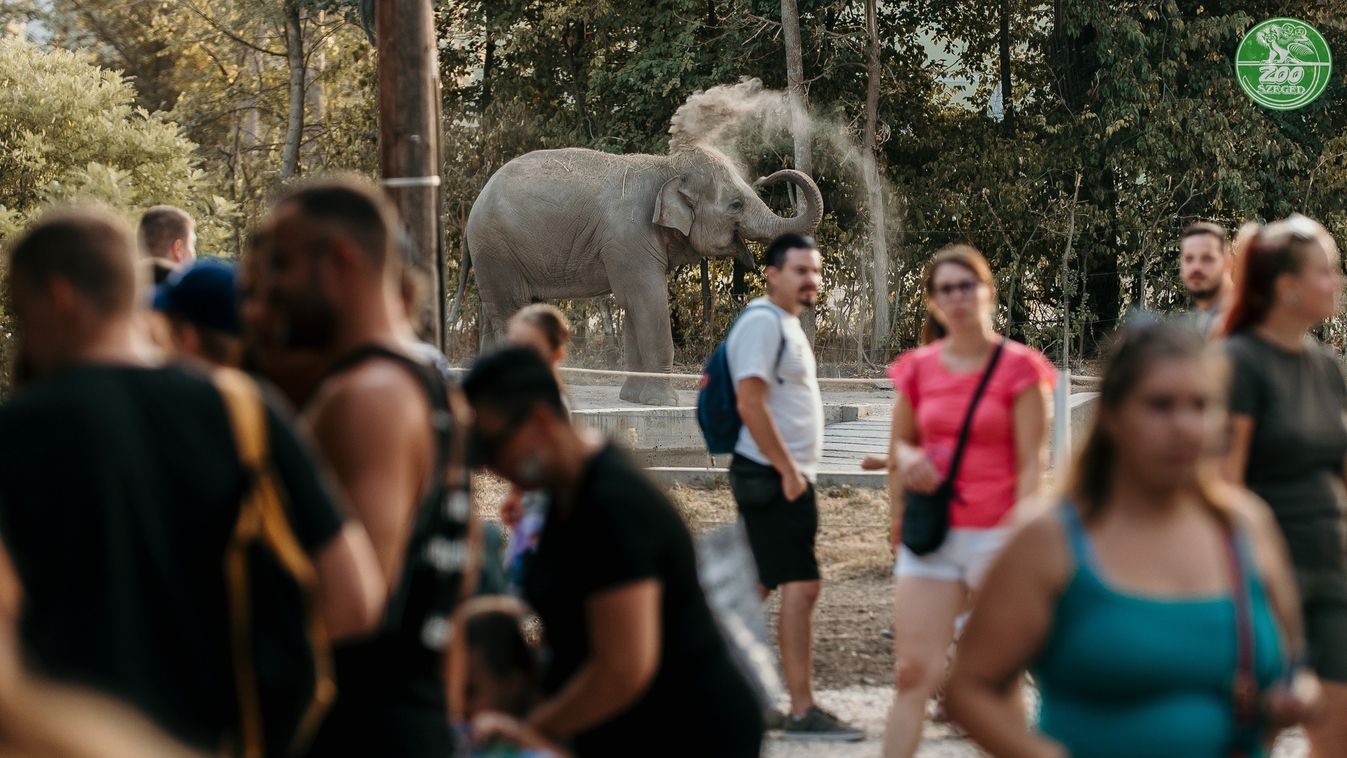 Új programmal is készülnek - mutatjuk a Szegedi Vadaspark menetrendjét