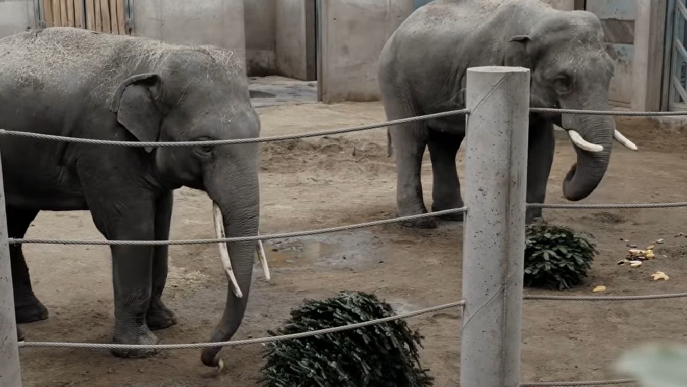 Öndfeledt módon örültek a Szegedi Vadaspark lakói a fenyőfáknak +videó