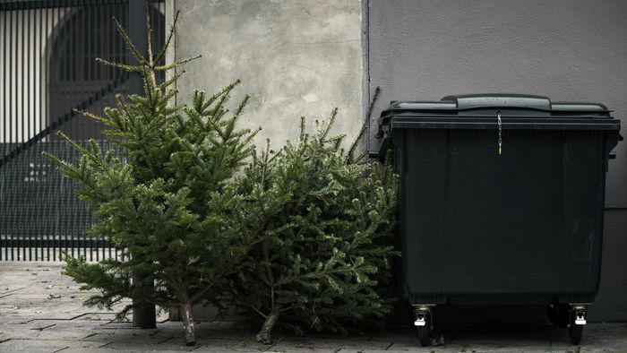 Idén is indulnak fenyőfajáratok Szegeden