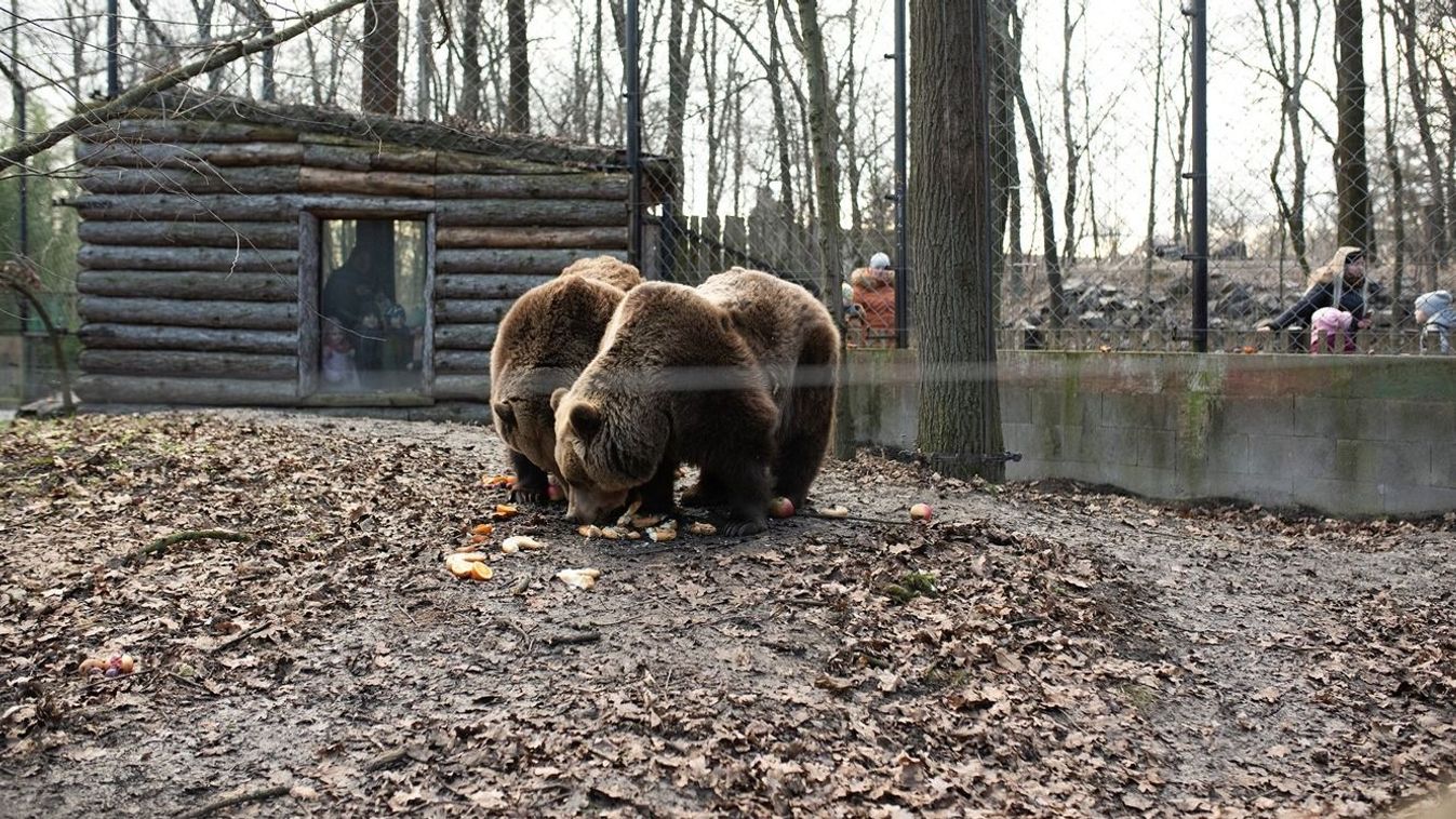 A Szegedi Vadaspark medvéi hamarosan eldöntik meddig tart a tél +videó