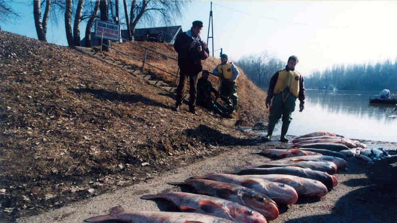 25 éve szennyeződött be ciánnal a Tisza