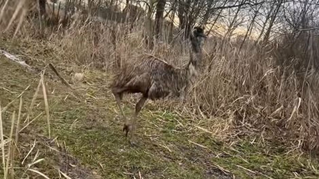 Emu szaladgál Újszegeden, keresik a gazdáját +videó