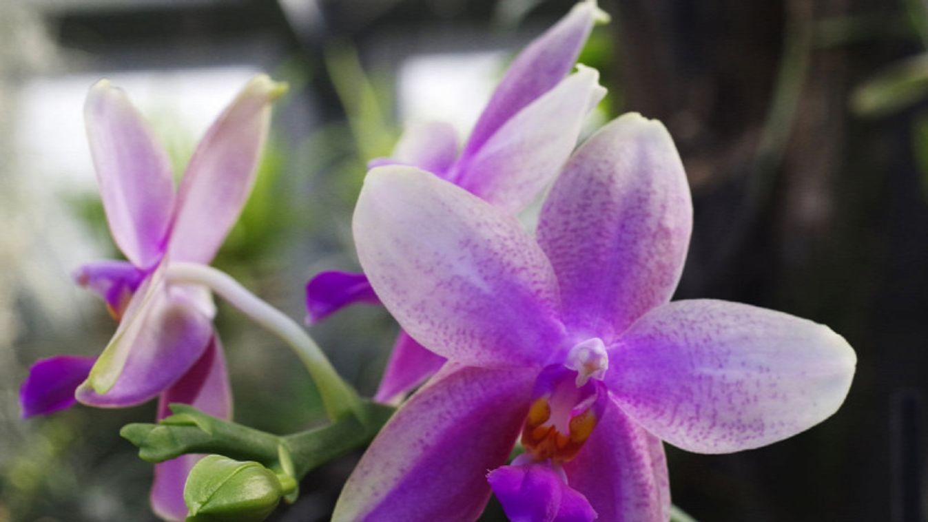 A szegedi füvészkertben tematikus sétákon mutatnak be orchideagyűjteményt