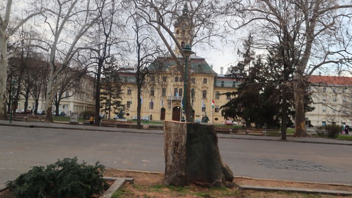 Kivágták az 1890 körül ültetett disznófejű fát a Széchenyi téren +fotók