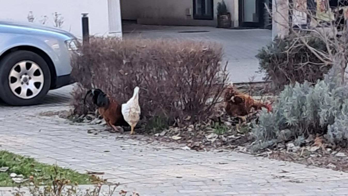  Szokatlan látvány Szeged belvárosában - baromfik a Klapka téren + fotók