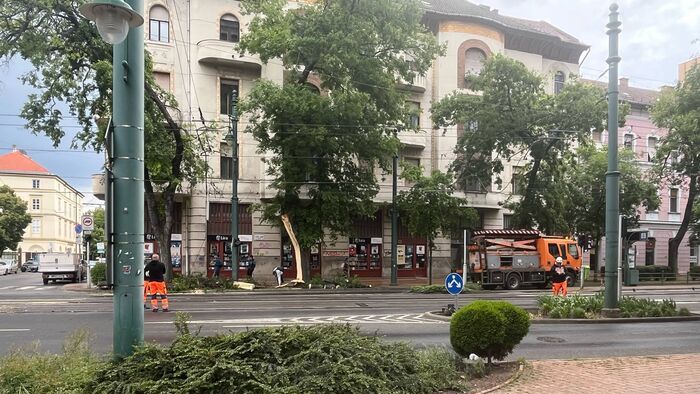 Kidőlt egy fa Szeged belvárosában +videó