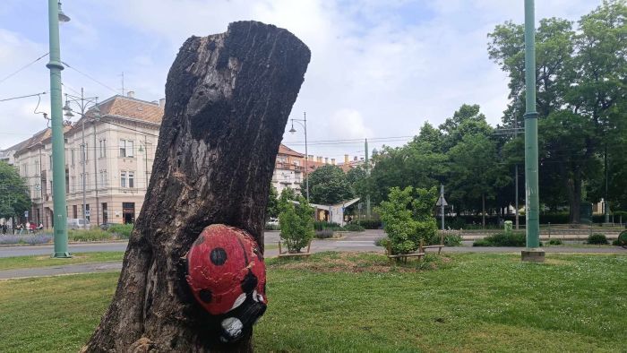 Újabb ikonikus fát vágtak ki Szegeden: veszélyben lehet az ikonikus katica +fotók +videó