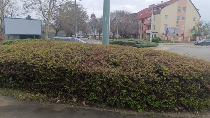 Gaztenger után bokrok nehezítik a szegediek életét +fotók