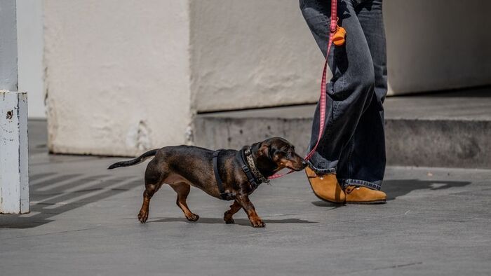 Újabb kutyatámadás Szegeden – a hősöknek köszönhetően menekült meg a tacskó