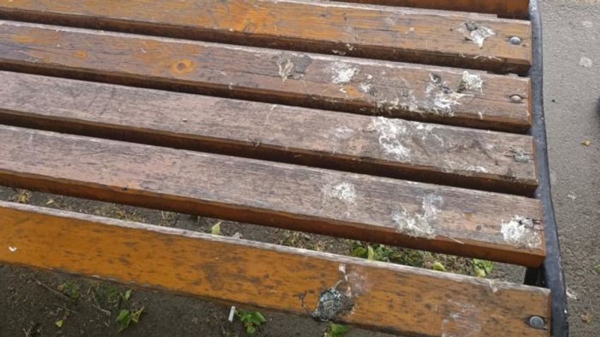Galambinvázió Szegeden: a város több pontján még mindig gondot okoznak +fotók