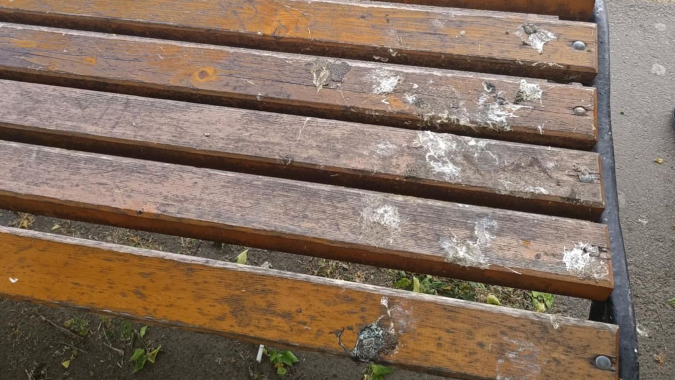 Galambinvázió Szegeden: a város több pontján még mindig gondot okoznak +fotók