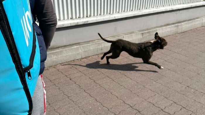 Sokkos állapot és bátorság – kutyatámadás történt a Szegeden