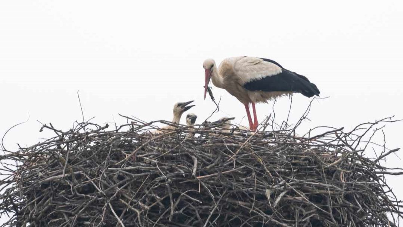 Négy kis gólya is cseperedik a szegedi Vadkerti téren