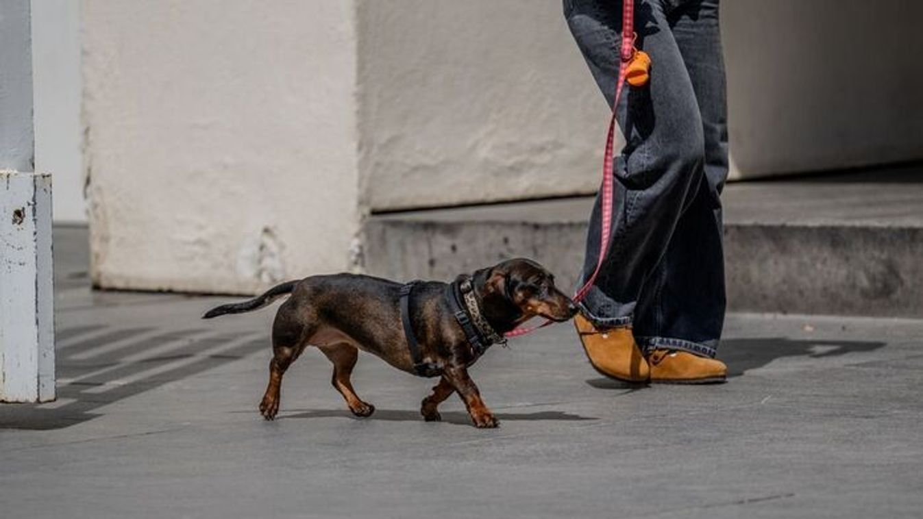 Újabb kutyatámadás Szegeden – a hősöknek köszönhetően menekült meg a tacskó