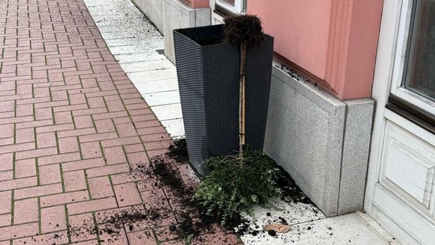 Zöld harag Szegeden: növényeket rongált egy férfi az Oskola utcán +videó