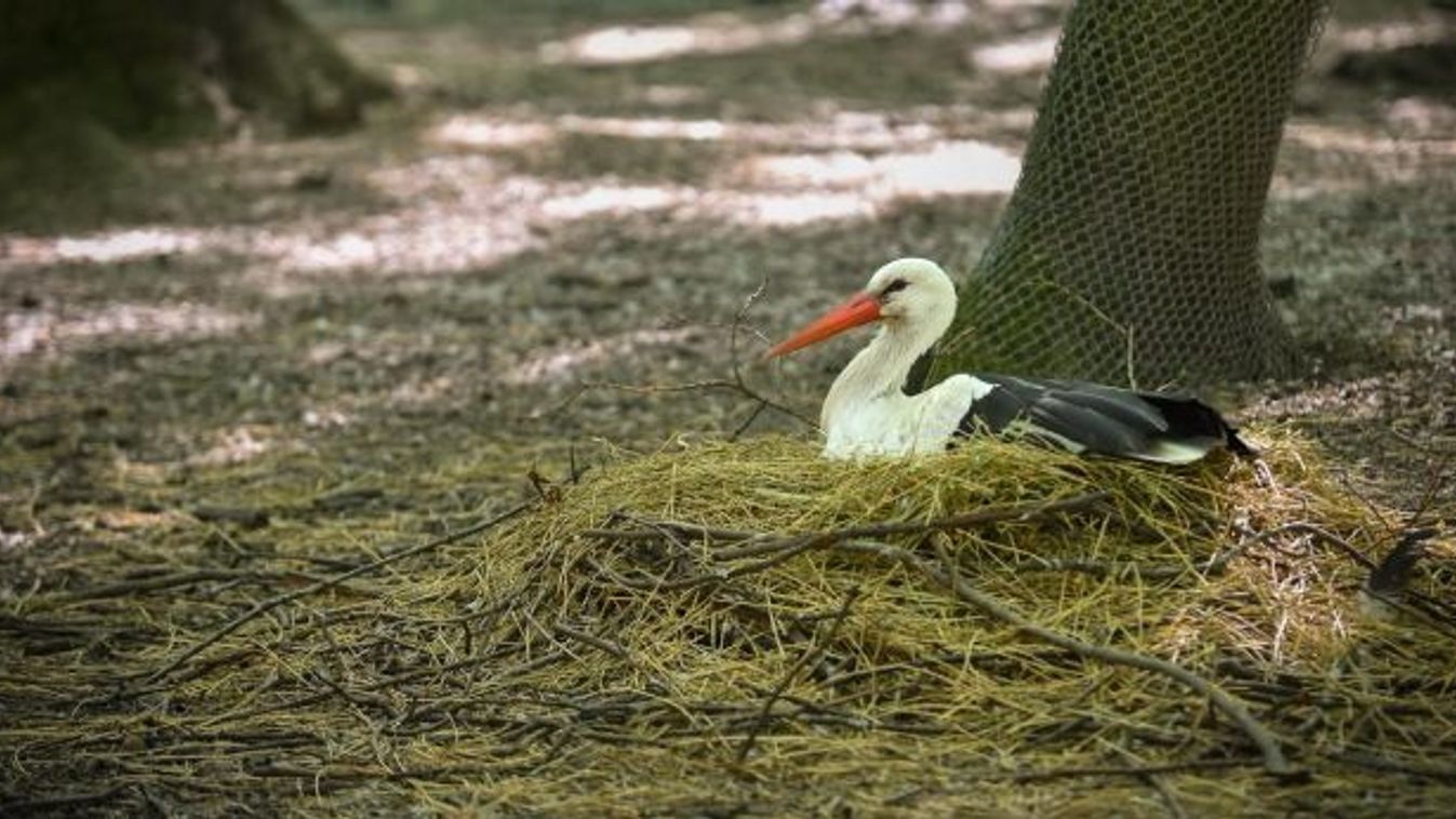 Szokatlan módon, a földön raktak fészket a Vadaspark gólyái +fotók